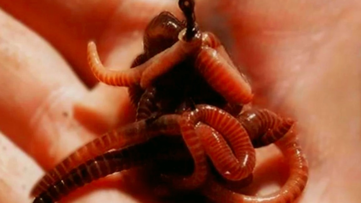 Червь на крючке