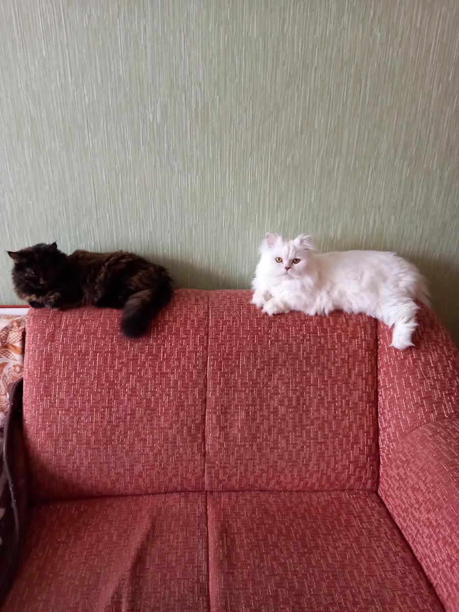 Разрешите представить вам Шкоду и Персика