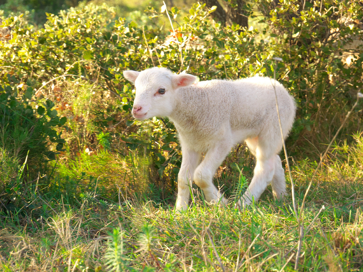 Изображение взято из источника: https://ru.freepik.com/free-photo/cute-white-baby-lamb-walking-meadow_20249030.htm#fromView=search&page=1&position=1&uuid=c5acc5a1-a76b-4d65-af80-3d322570560f&query=%D0%9E%D0%B2%D0%B5%D1%87%D0%BA%D0%B0