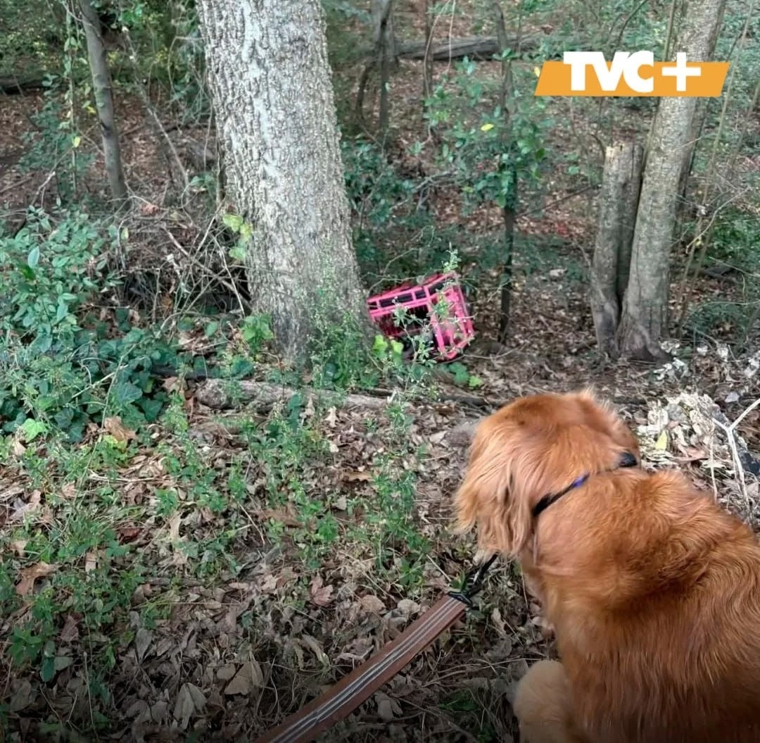  Гус привел хозяйку к ящику с запертыми кошками.