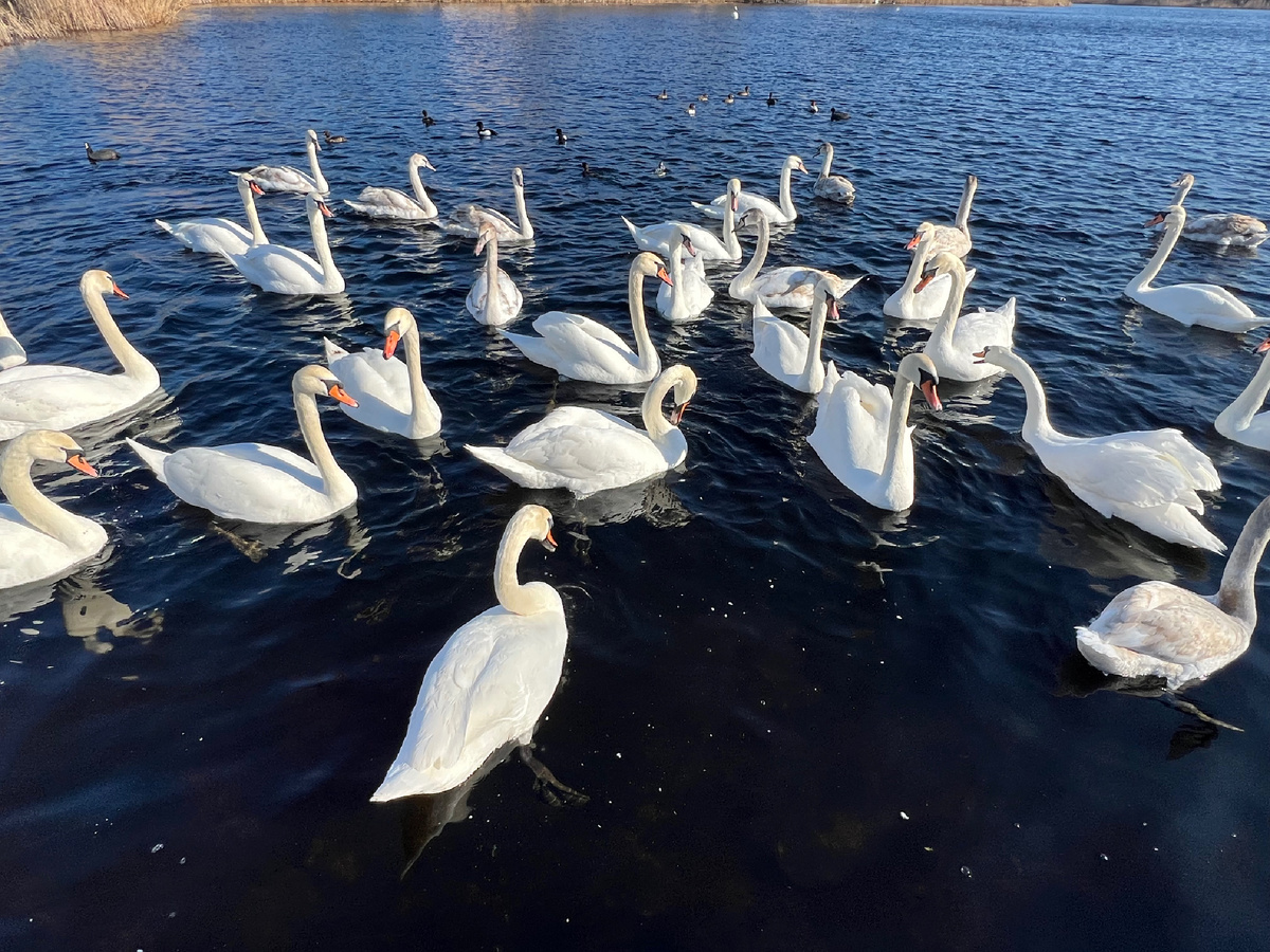 Лебеди на р. Анапке