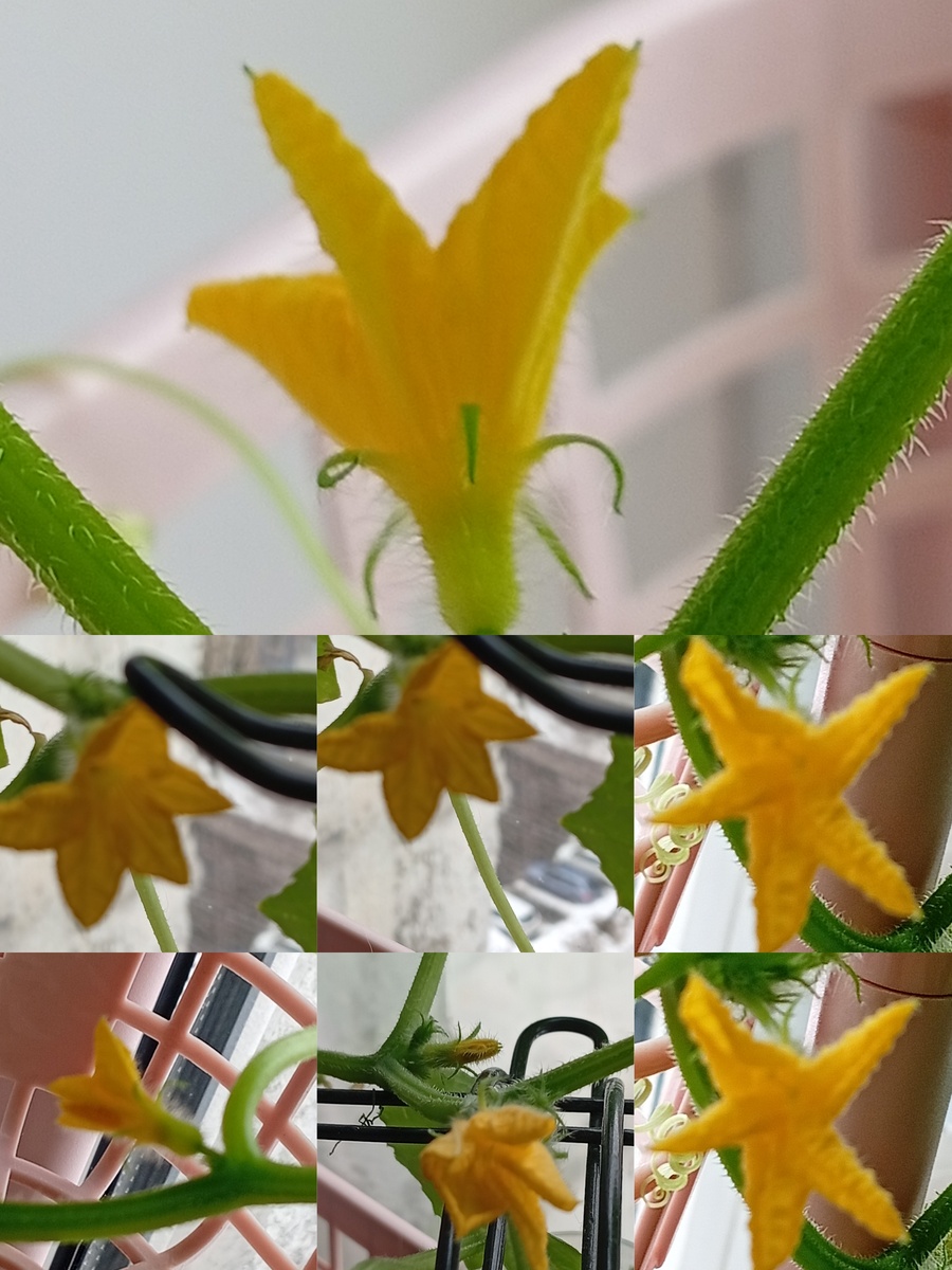 Экологически чистый букет😁