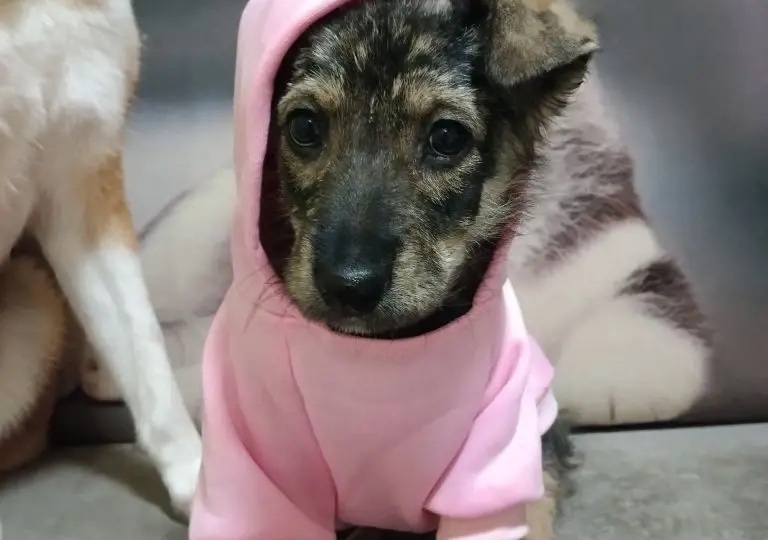 История одного маленького спасения ❄️, или Как льдинка у мусорки превратилась в принцессу Роночку 👑