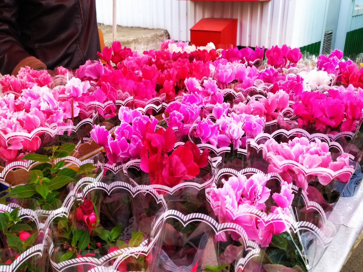 Красочные цветы.