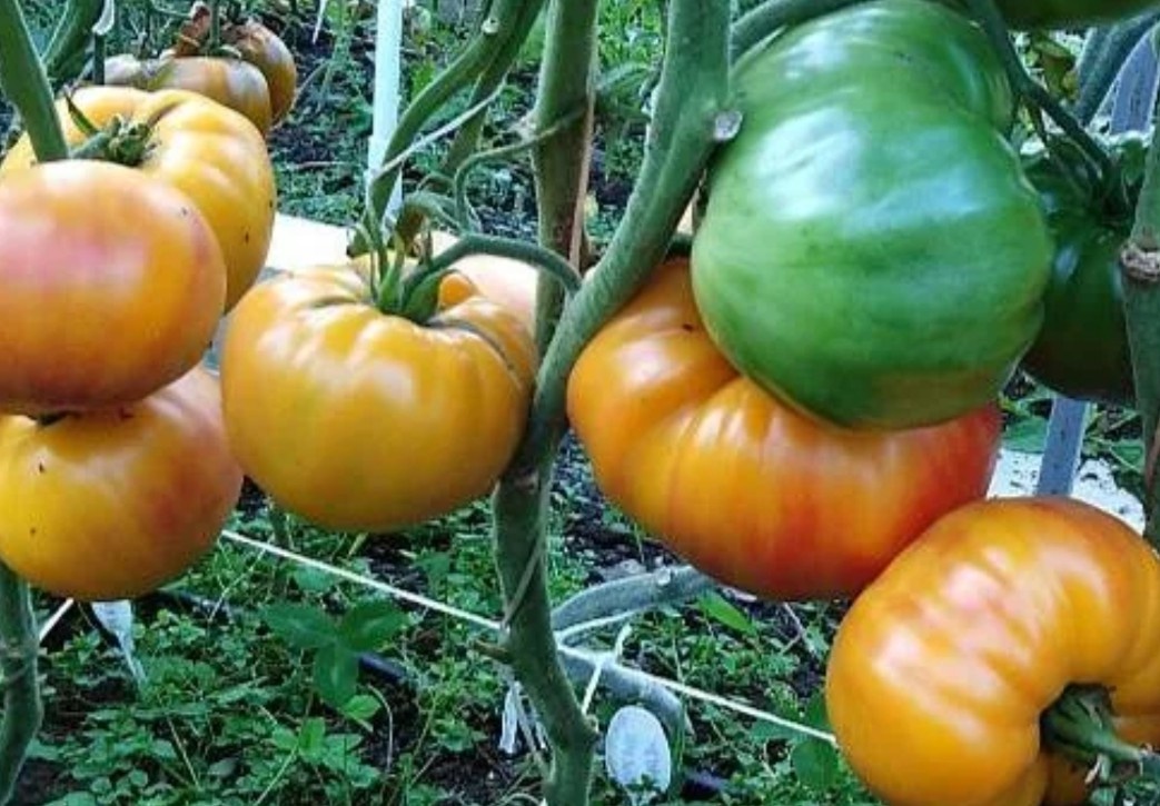 Томат Оаксаканская драгоценность 