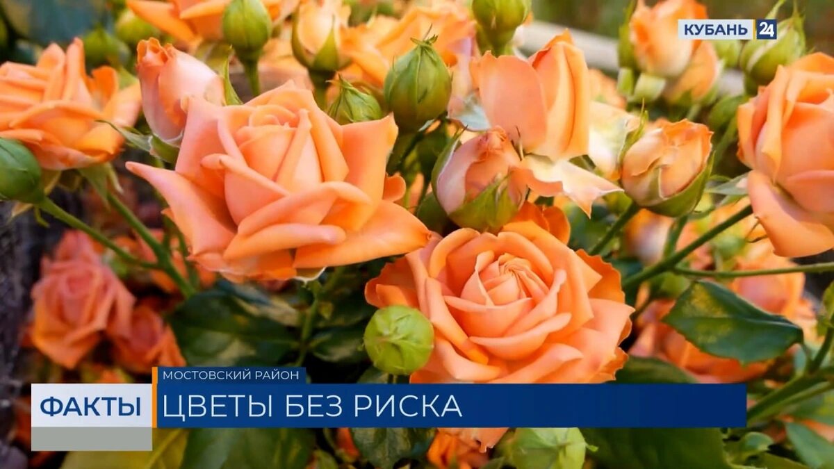    Скриншот видео телеканала «Кубань 24»