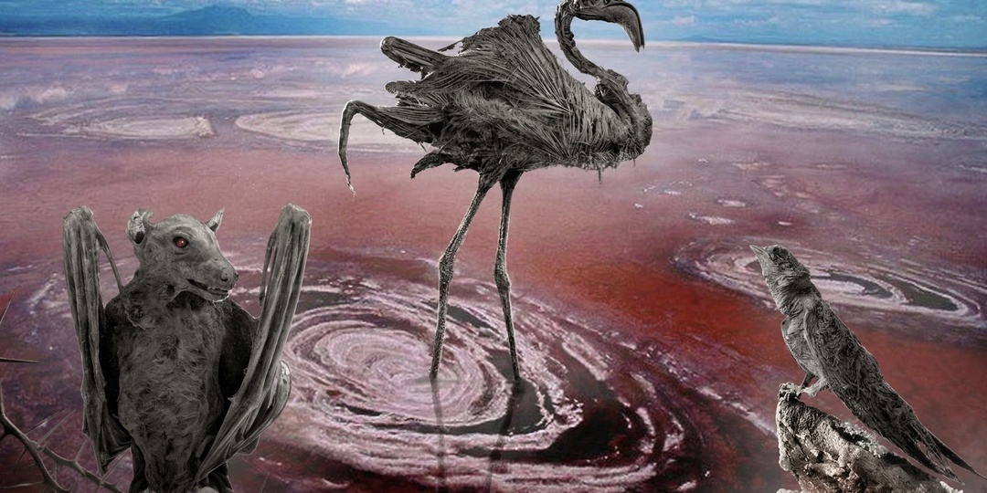 Кровавое зеркало Африки: озеро, которое превращает все живое в камень
