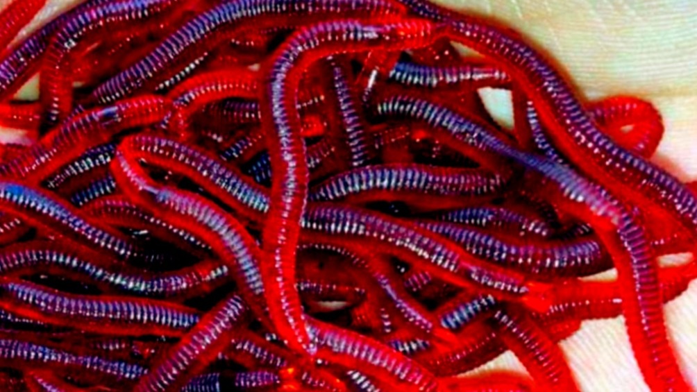 Силиконовые черви