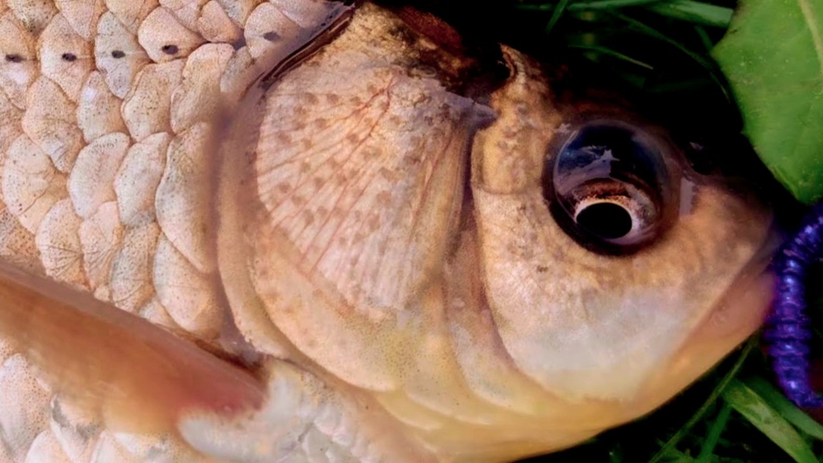 Карась на искусственного червя