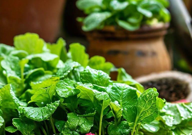 Редис без хлопот: 3 срока посева за сезон, которые дают крупные корнеплоды даже без полива