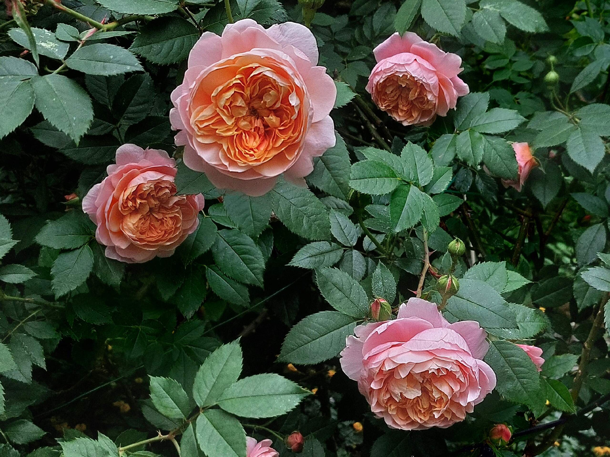 Роза Уильям Моррис.