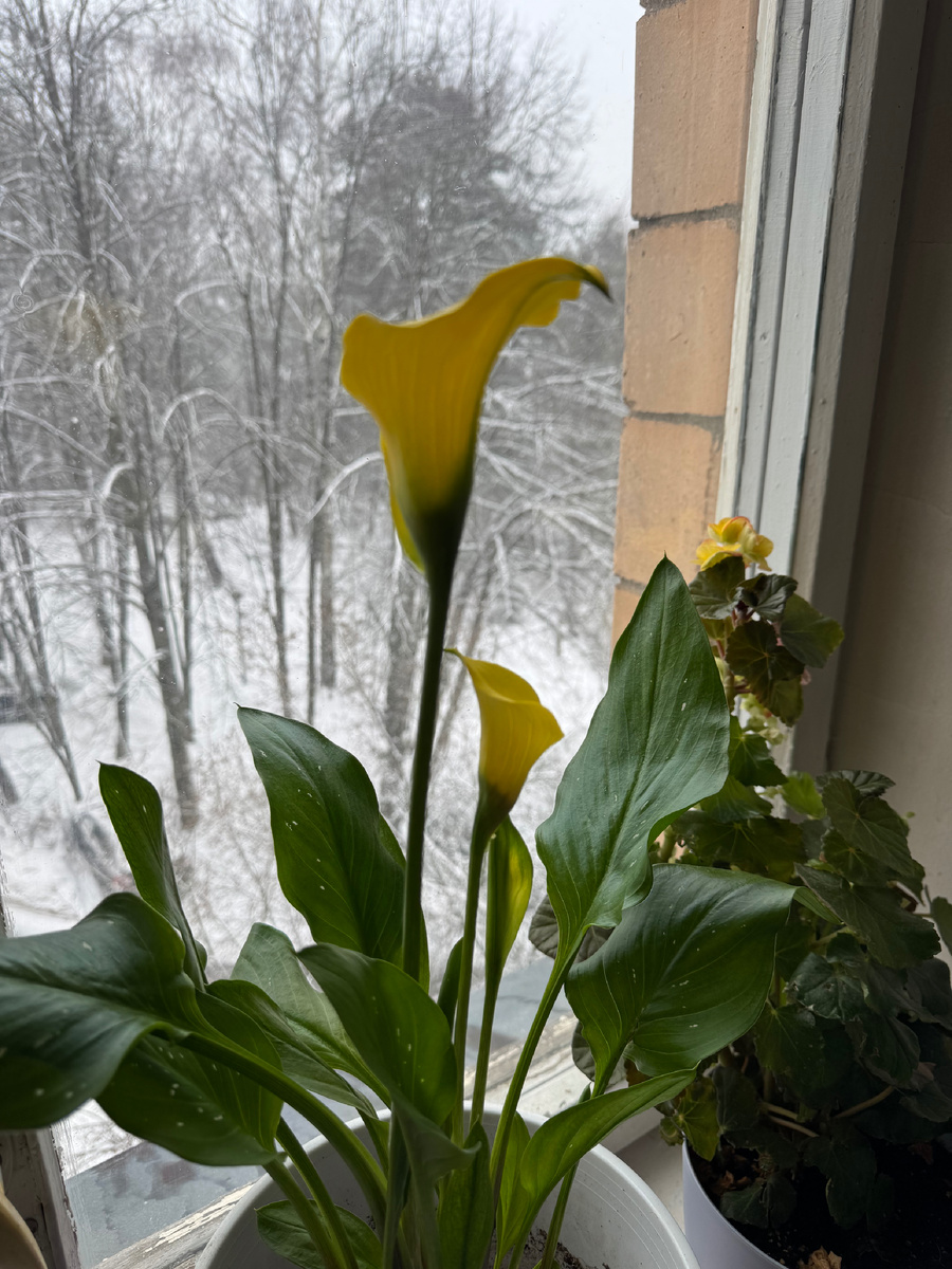 Весна на Рублевке фото автора 