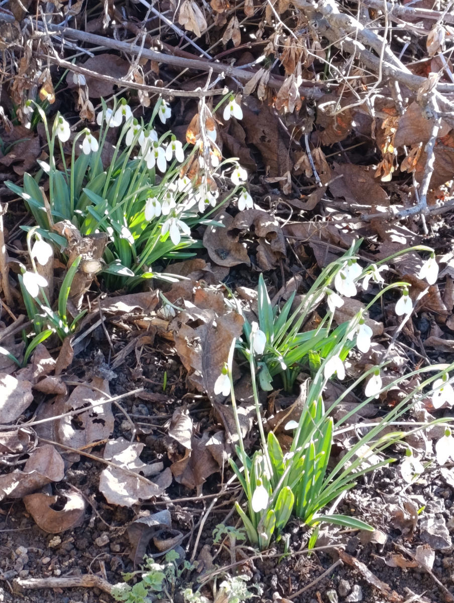 В укромном месте обнаружены подснежники.