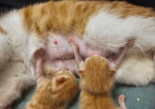 В приюте заканчивается еда! СОС! Помогите купить корм!