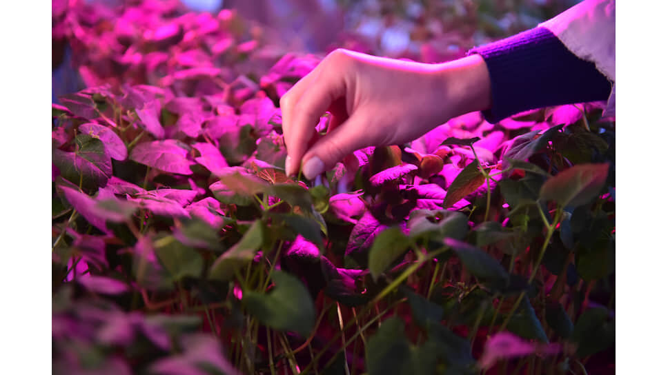 Фото: Влад Некрасов / Коммерсантъ