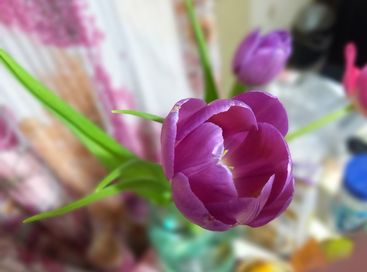 тюльпаны к 8 марта