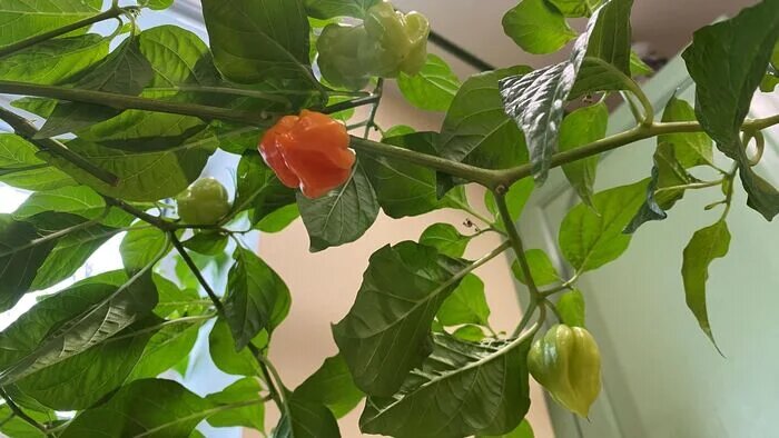 Любимые фонарики опять начали светить