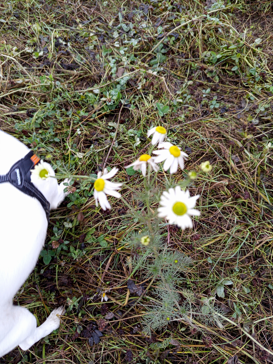 6 декабря, на прогулке с Локи нашла все еще цветущие ромашки.