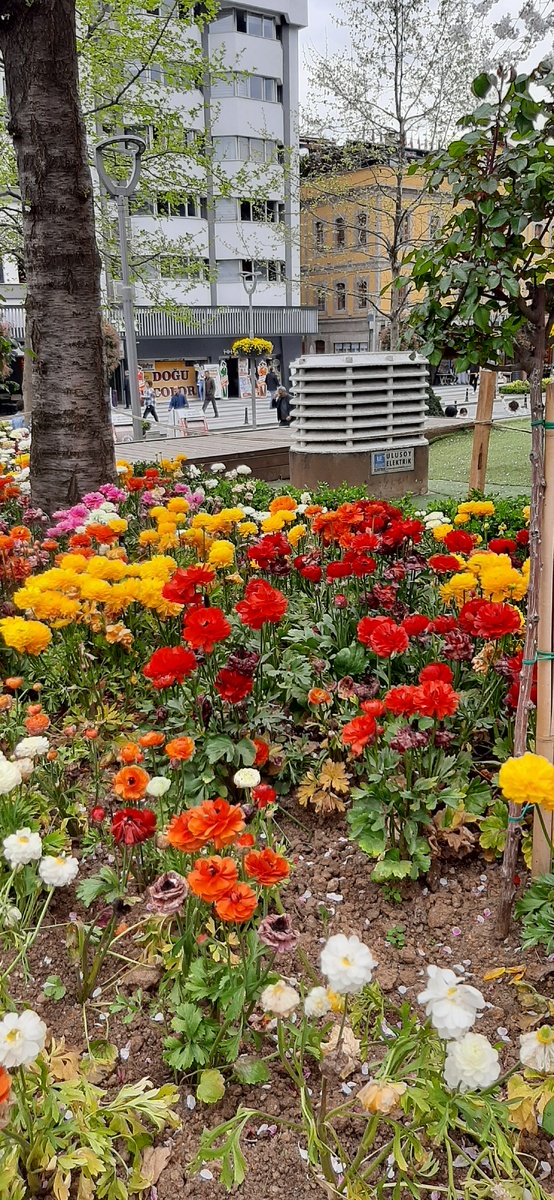 Это в турецком Трабзоне в марте 2023-го. Ранункулюсы