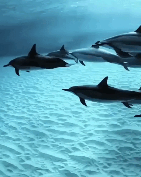 Дельфины в Персидском море у берегов Ирана