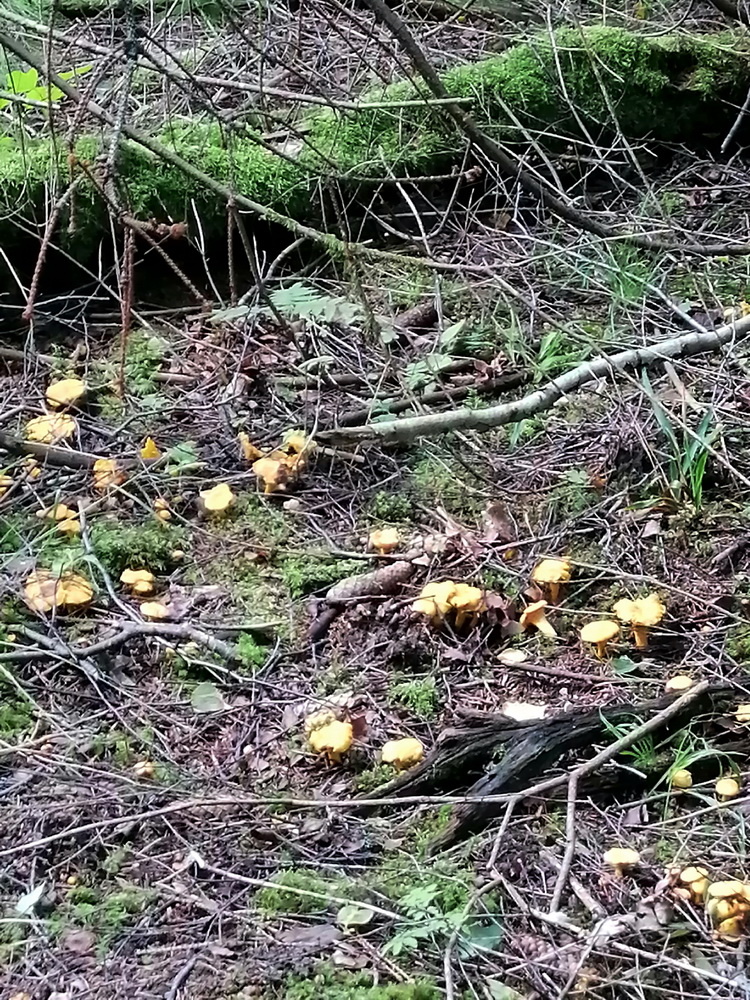  Группа лисичек.