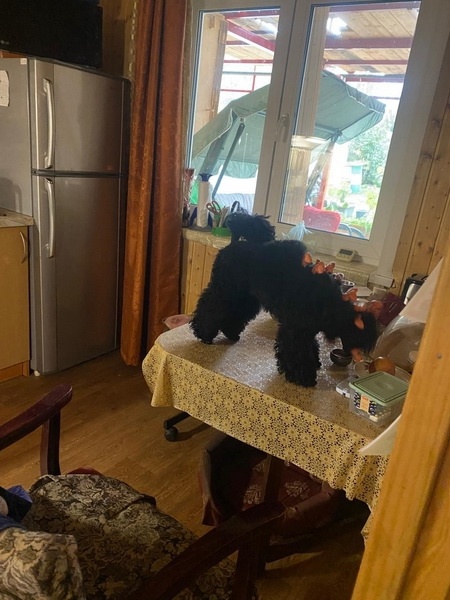 Пойман с поличным 