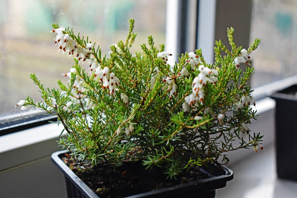 Буквально вчера получила эрику "Вайт Глоу" из "Летнего сада"