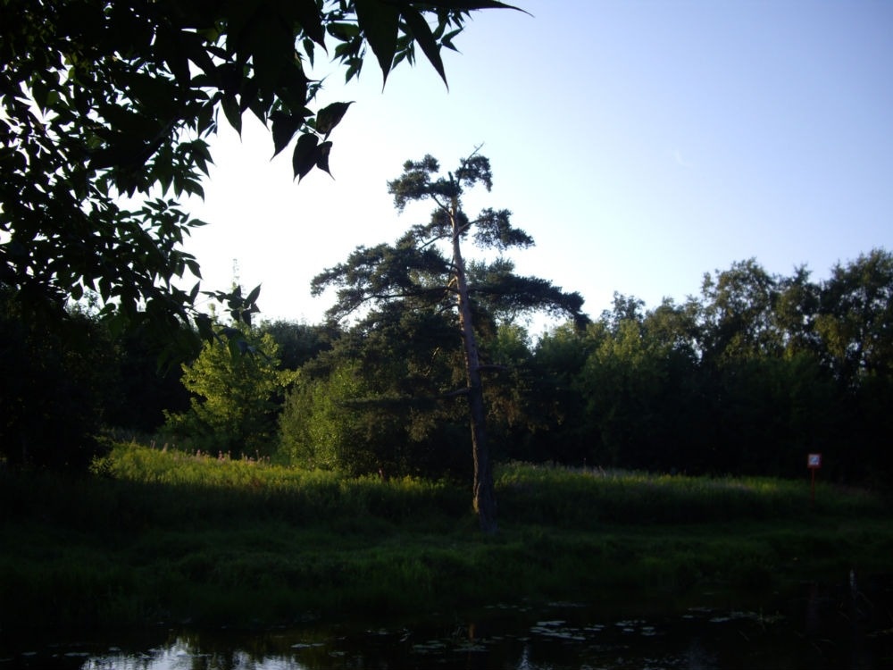 2. Одинокая сосна на левом берегу канала