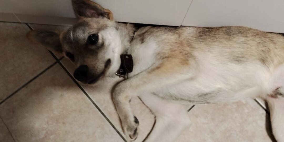 Одни люди не смогли его утопить, другие не потрудились полюбить