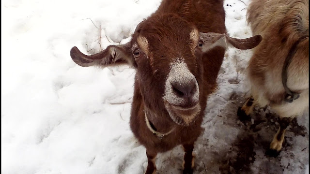 5 апреля 2020 года. тут конечно на переднем плане коза, но видно, что снег еще не растаял