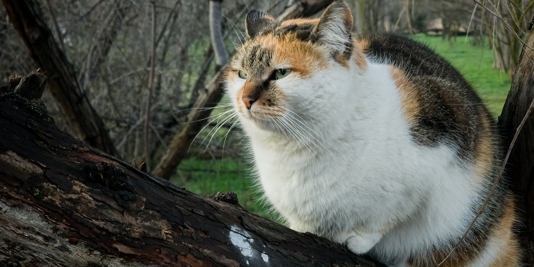 №78 📷 Фотокарточки - Телефонофотокарточки 📱ч.4