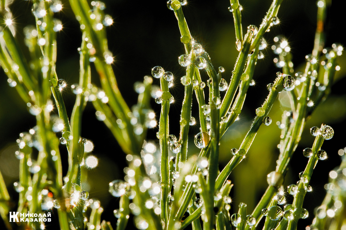 Лето 2020 г. Роса. Николай Казаков. 