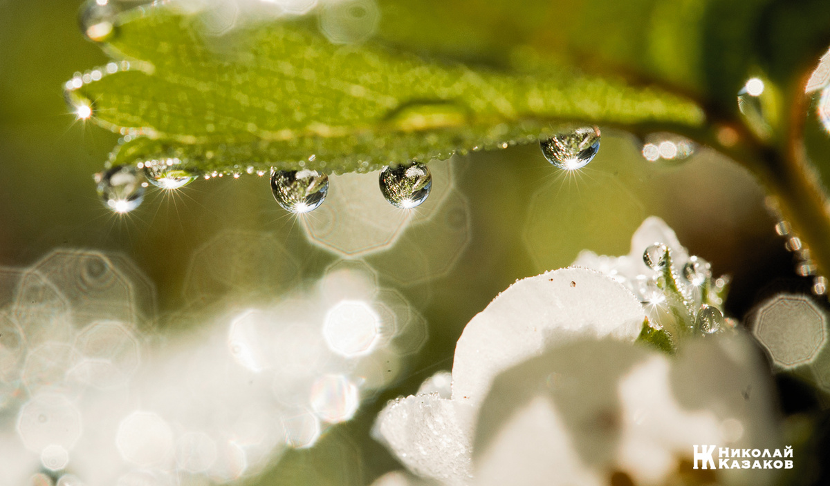 Лето 2020 г. Роса. Николай Казаков. 