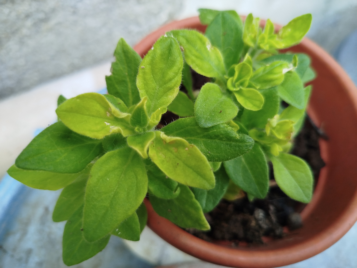 Фото автора.