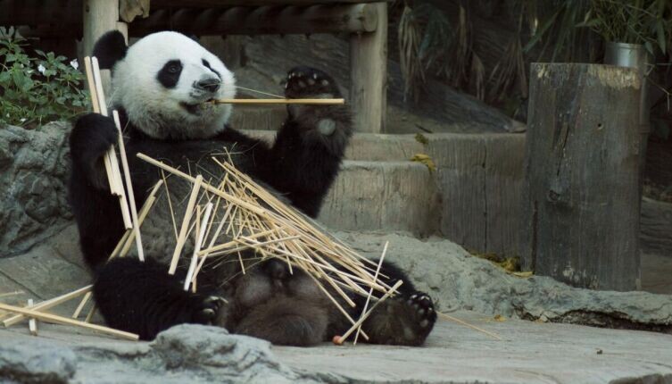    Какие блюда готовят с бамбуком? Фото: по лицензии CC0 Pxhere.com