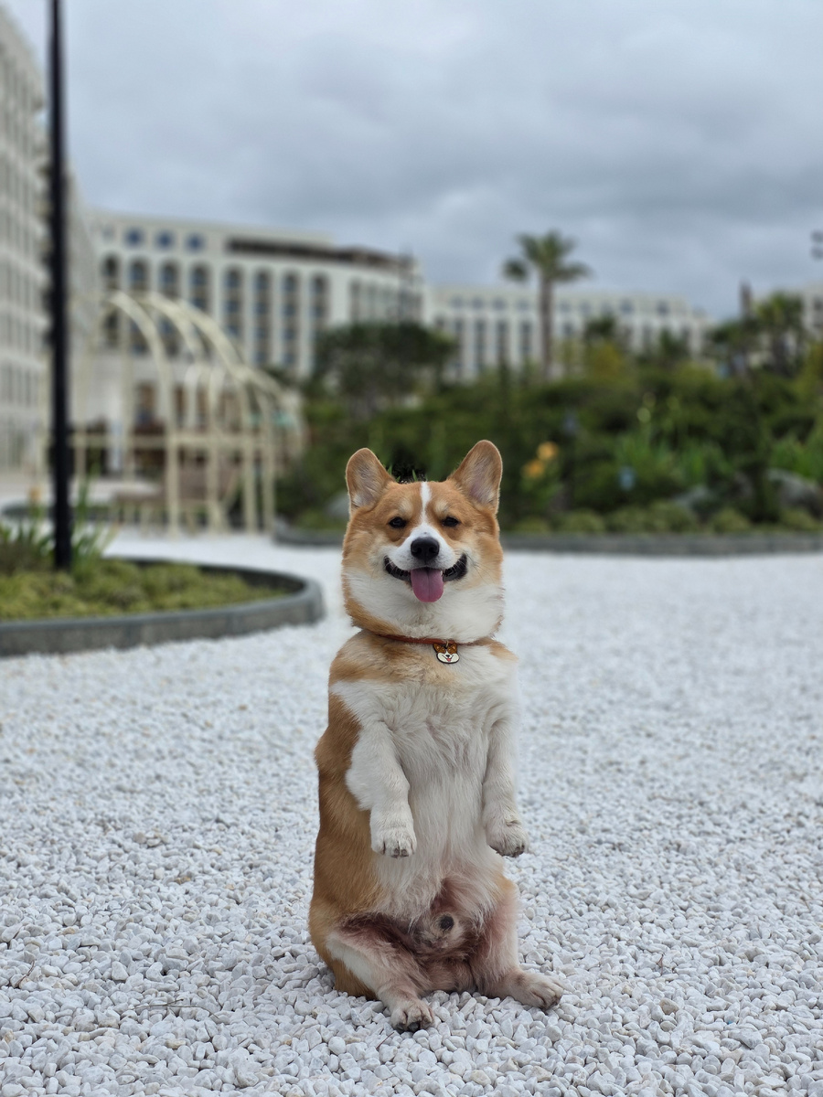 Корж Марти 🐾