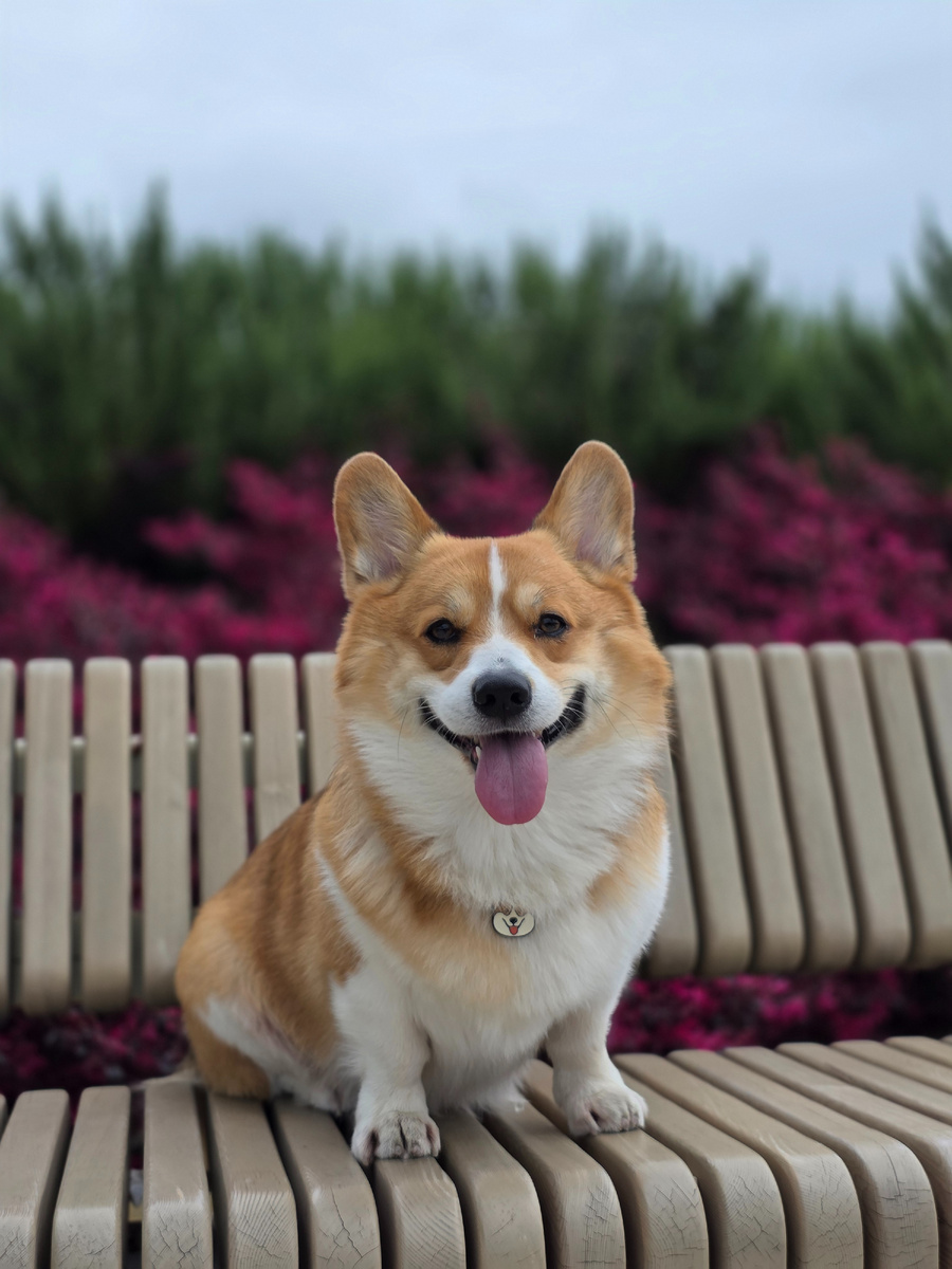 Собака улыбака 🥰