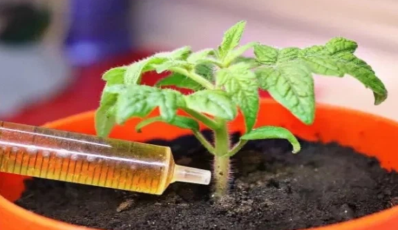 Четко знают в деревнях, что дать рассаде томатов, чтобы она росла крепкой, толстой и здоровой. 100% эффект за 7-9 минут