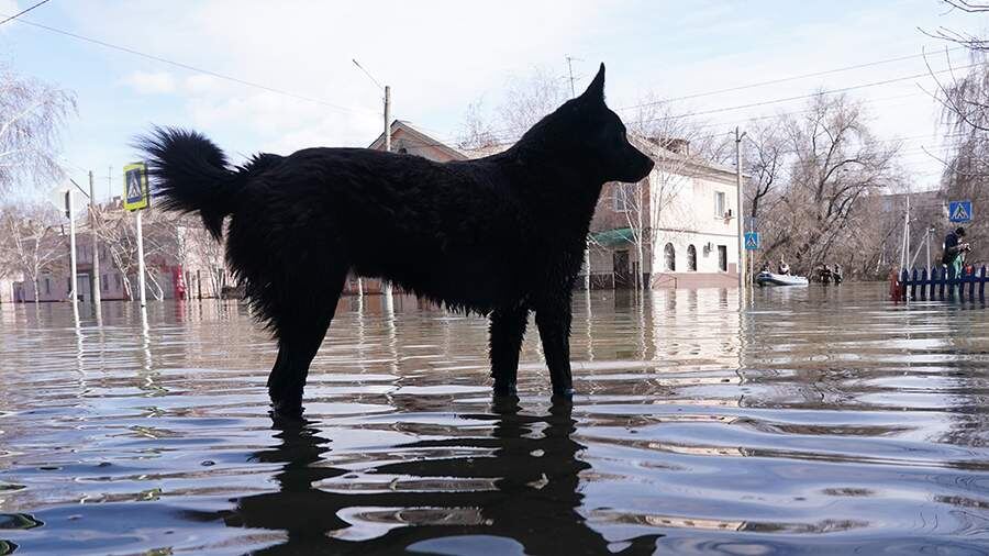    Фото: ИЗВЕСТИЯ/Павел Волков