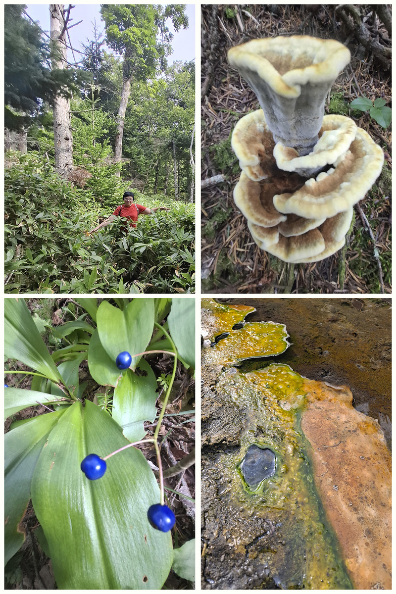 Эко-тропа «Столбовская» местами идёт через заросли бамбучника, форсирует ручьи (по мосткам), но не требует какой-то специальной физической подготовки. Фото автора.