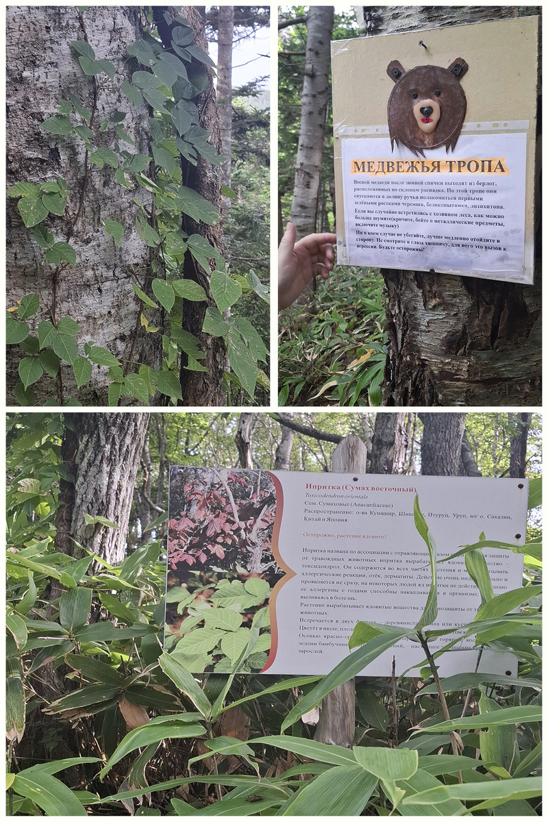На эко-тропе проводится ликбез и по встречам с иприткой, и по встречам с медведем. Для жителей Курил - и то, и другое обычное дело, рутина. Фото автора.