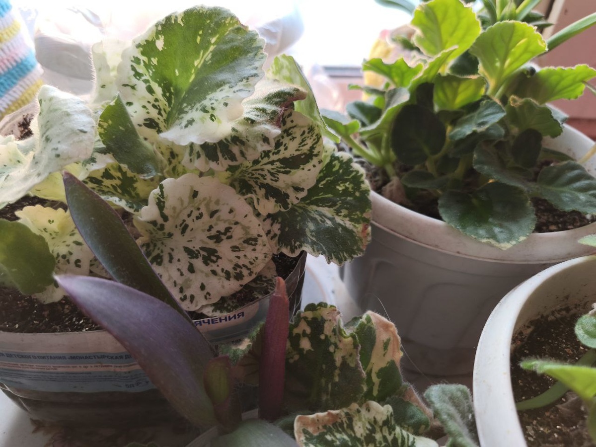 мои фиалочки, немного примороженые после зимы