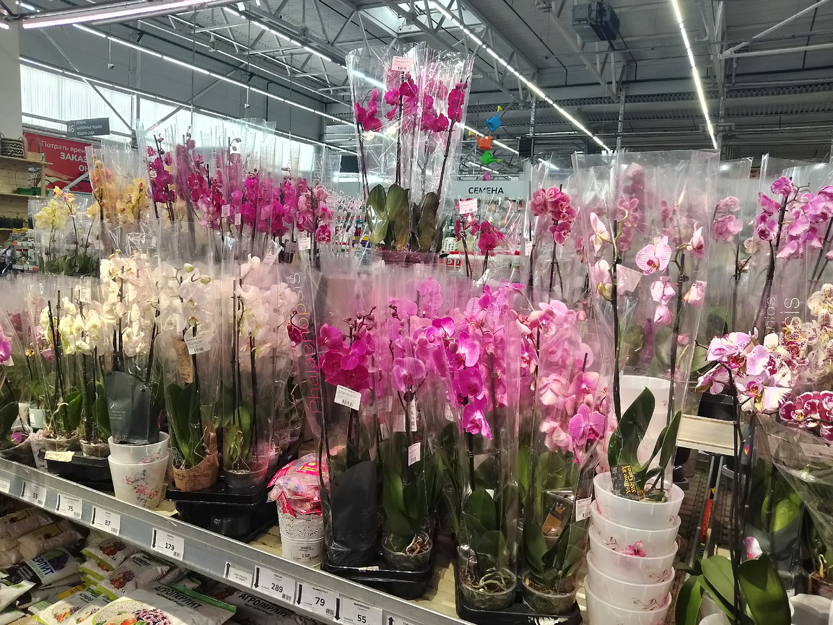 Фото автора, орхидеи