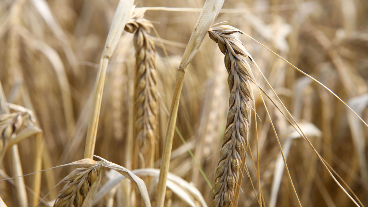    Зерно \ Global Look Press