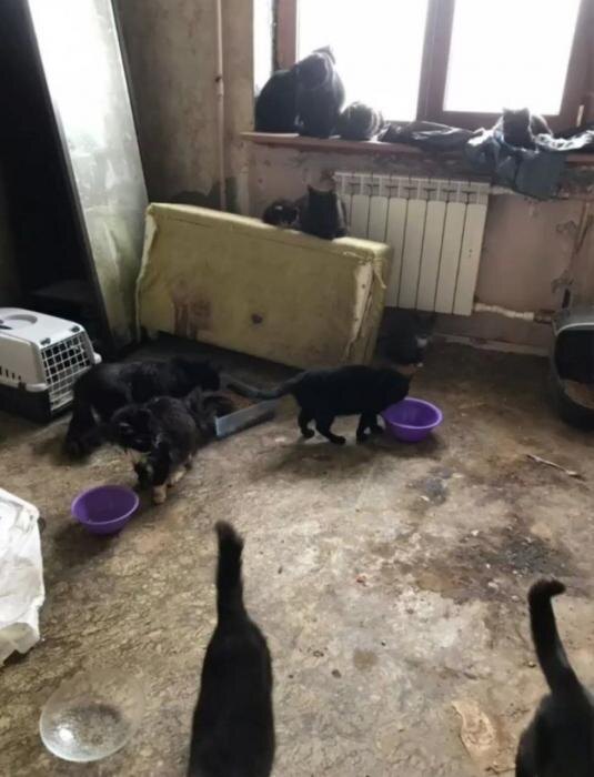 Ужасающие условия в квартире
Фото: Василиса Иванова. Группа «Котопритон Псков 2025 год» в соцсети «ВКонтакте»