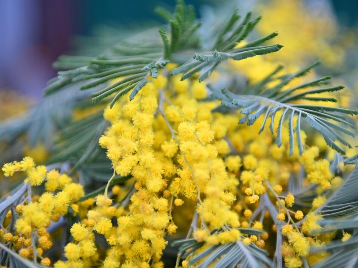    Мимоза | © РИА Новости / Артур Лебедев