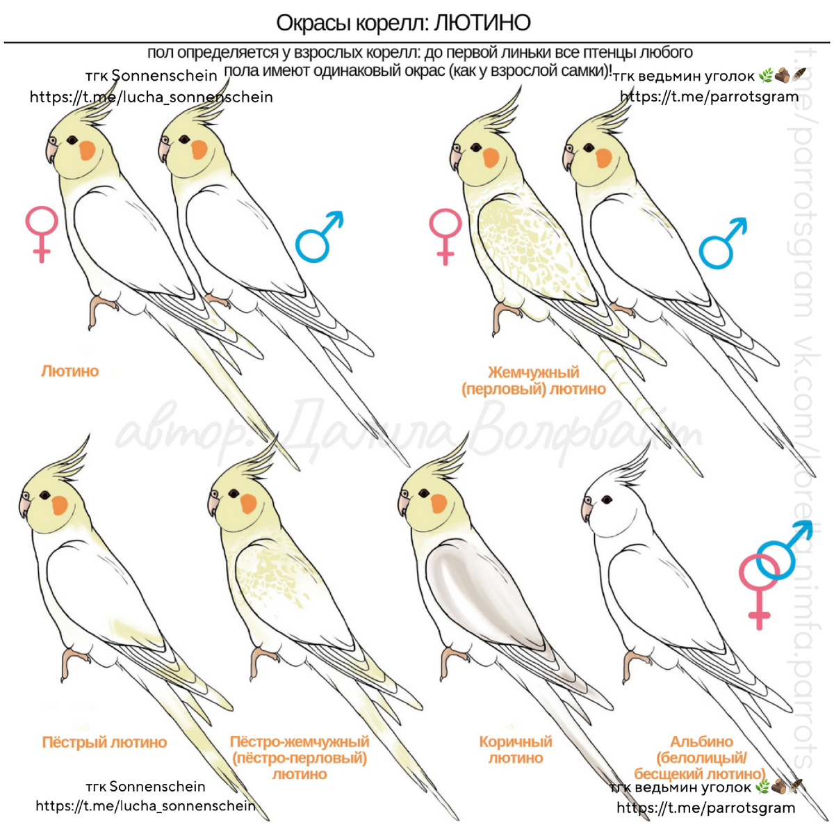 Автор рисунков Далила Волфвайт, подписывала я