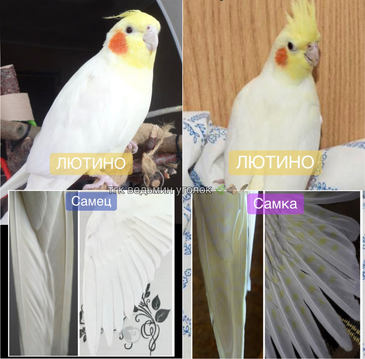 Внутренняя сторона крыльев взрослых самца и самки корелл окраса лютино