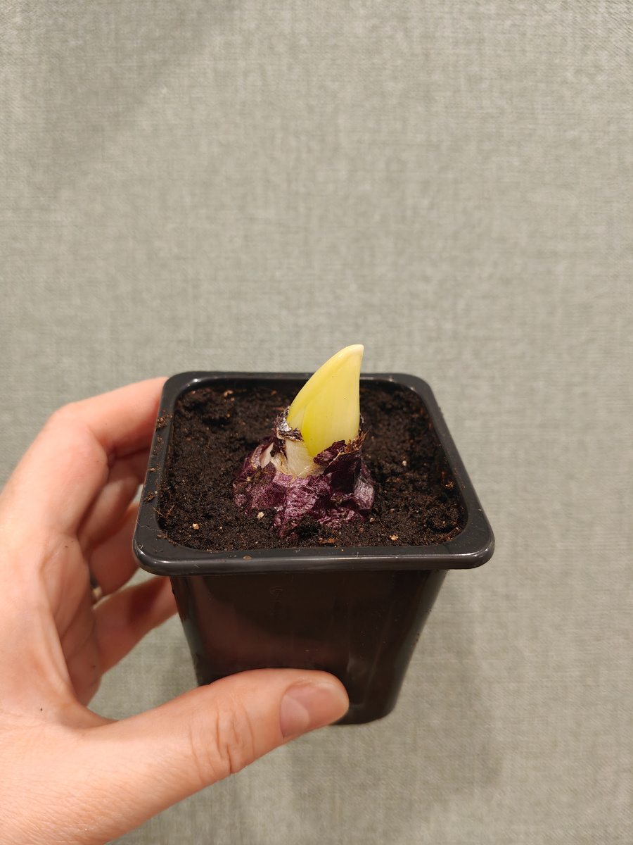 Гиацинт проснулся раньше времени 