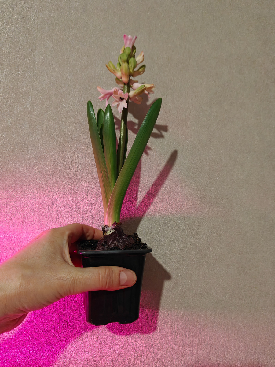 Гиацинт распускается 